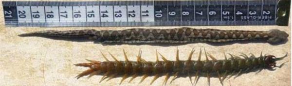 Fakat bu ylan inat bir krkayaa denk geldii iin ok ansszd. Ylann otopsisi yapldnda krkaya tamamen yutmay baard fakat henz lmeyen krkayan ylann midesinden kmay neredeyse baard grld.