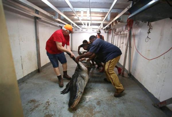 Mandy Stokes ve ailesi Thomaston yaknlarnda dev bir timsah grdler.