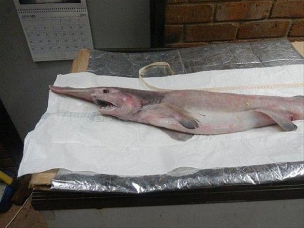 Mike Lochlainn ve olu, bu son derece ender rastlanan kpekbaln Victoria sahillerinin gneydousundaki Cape Verde'de denizin 609 metre derinliinden kard.