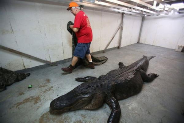 Boyu 4 metre 60 santim olan dev timsah tam 453 kilo geldi..