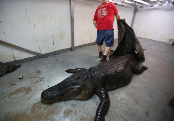 Timsahn midesinden kt    <br>Amerika'nn Alabama eyaletinde 5 kiilik bir aile devasa bir timsah vurarak ldrd..