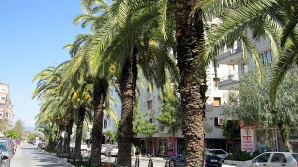 Genelde zengin semtlerinde bulunan palmiye aalar.