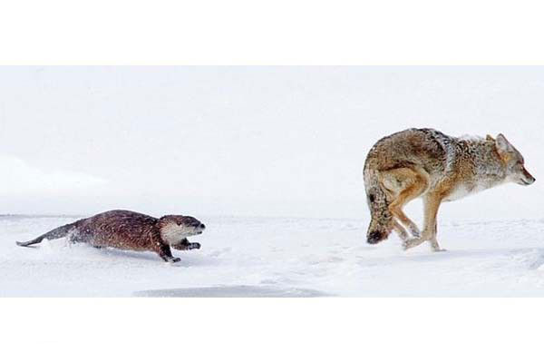 Su samuruysa gururla zaferini kutlad.
