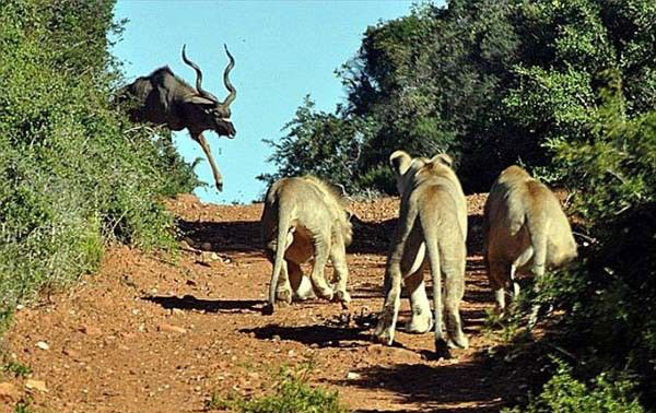 Gney Afrika'da ekilen fotoraflar, aslanlardan birinin antilobu nne katp, dierlerinin zerine doru kovalarken, dier  aslann da zerlerine gelecek olan av alt etmek iin sabrla beklediini gsteriyor.