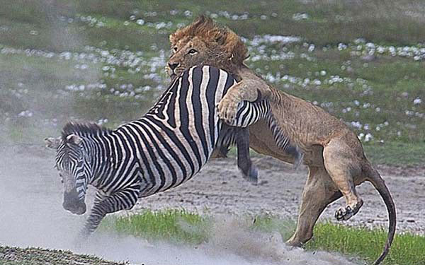 Zebrann toynaklar enesinde patlayan aslan nakavt oldu.