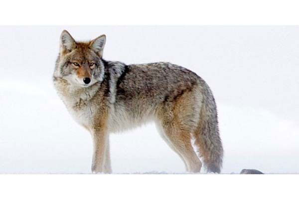 A kr kurdu avn nce kovalayarak yormasyla nldr ancak ABD'nin Wyoming eyaletinde bulunan Yellowstone Ulusal Park'ndaki bu avc azn kocaman aan su samurunun gazabna urad.