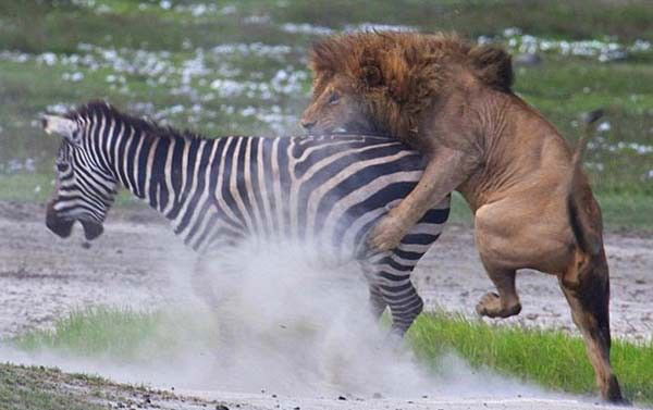 Bir yandan kamaya alan zebra dier yandan arkasndaki aslana ifte att.