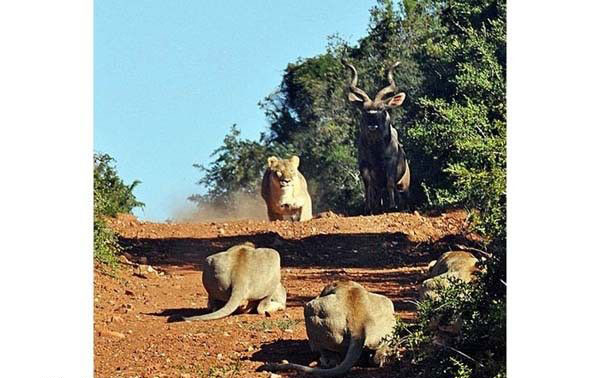 Ancak savunmasz olduklarn dndkleri av,  aslanla karlatnda bir anda neredeyse iki metre yksee srayp, kendisini bekleyen avclarn penelerinin arasndan ve zerinden gemeyi baaryor.