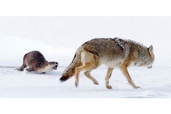 Olduka morali bozulan kr kurdu sonunda areyi kuyruunu bacaklarnn arasna kstrp kamakta buldu.