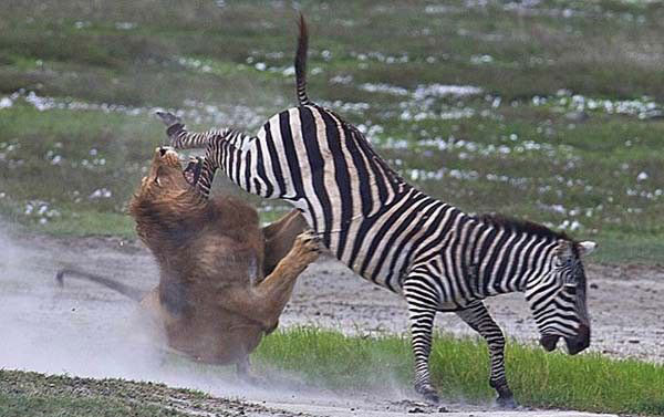 Ormanda karlaan zebra ve aslann mcadelesi byle grntlendi. Koca aslan zebray evreledi. Sert bir dn yapan zebra, aslandan kurtuldu. Bu kez zebrann arkasndan stne atlayan aslan beklemedii bir darbe ald.