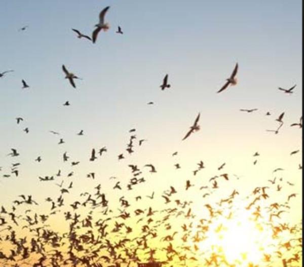 3- Aforizma  <br>zdeyi