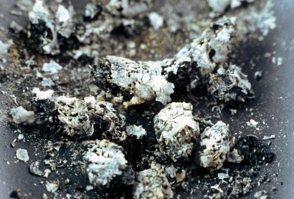 Saksdaki iekleriniz oluan bcekler sebebiyle kuruyorsa, sigara kllerinizi bitki kkne dkn. Kl, bcekleri zehirleyerek ldrecektir.