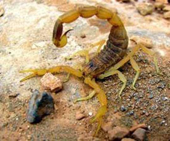 Dnyann en zehirli akrebi<br>  Trk bilim adamlar bu akrep trn kefedene kadar dnyann en zehirlisi akrep trnn Leiurus quinquestriatus olduu dnlyordu. Ama yakn olarak gneydou Anadolu blgesinde bulunan yeni tr, artk dnyann en zehirli akrep tr. Dnyann en saygn akrepbilim dergisi olan ve ABD'de yaymlanan "Euscorpius" adl bilimsel dergide yer alan makale ile dnyaya tantan akrebin literatrdeki ad ise Leiurus Abdullahbayrami. Akrebe araknoloji dnyasna byk katklarndan dolay Dr. Abdullah Bayram&#8217;n ismi verildi