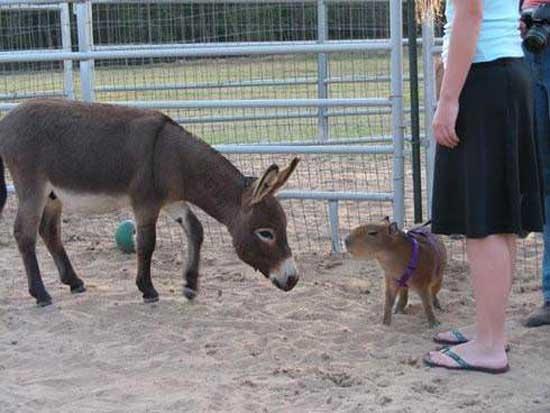 Dnyann en byk faresi (Kapibara &#8211; 140 cm &#8211; 66 kg)