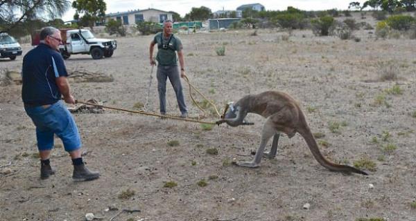 Birinin de kuyruundan tutup ektii olayda "kanguruya yardm m ediliyor yoksa ikence mi" sorusunu akllara getirdi...