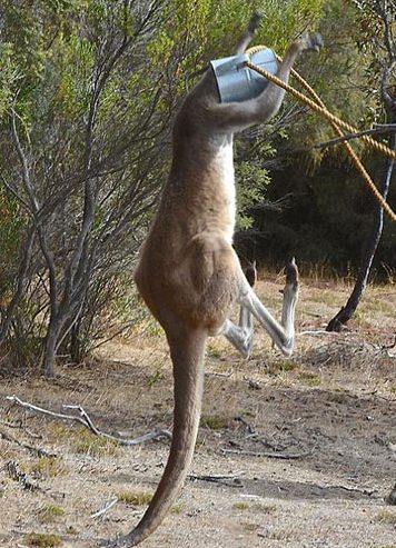 ok susayan kangurunun su imek iin ban sulama tenekesine sktrd tahmin ediliyor. Kangurunun bana skm olan tenekeyi kartmak iin ip balayp eken Rob ve Steve, herkesi oke etti...