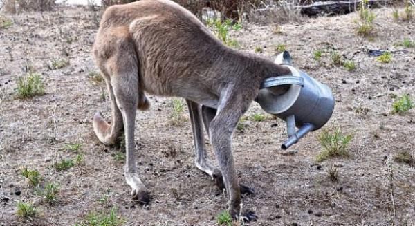 Zor da olsa Rob ve Steve kangurunun kafasndaki tenekeyi kartmay baard. Olayn fotoraflar sosyal medyada paylalmasndan sonra birok yorum yapld..