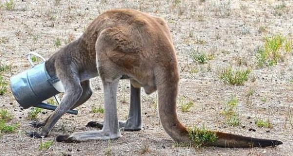 Birok kii teneke kartlmasayd hayvann leceini yazarken bazlar da kanguruya yardm edelim derken ikence yapld belirtti.