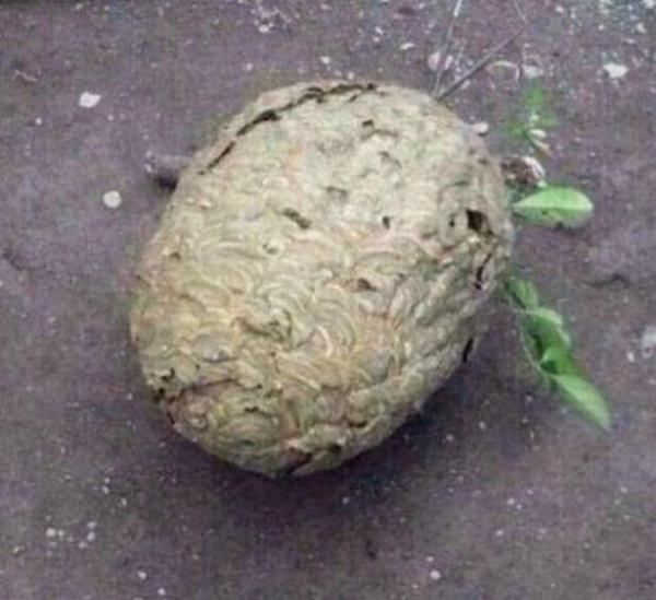 te bahedeki ar kovanyla oynamak isteyen kpein sonu...