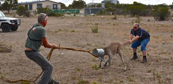 Kanguru ban sulama tenekesine sktrnca olanlar oldu. Avustralya'nn gneyinde yer alan Coffin Krfezi'nde Cumartesi gn meydana gelen olayda ban tenekeye sktran kanguruyu kurtarmak iin Rob Smith ve Steve Dew akllara durgunlu veren bir yntemle tenekeyi kartmaya alt..