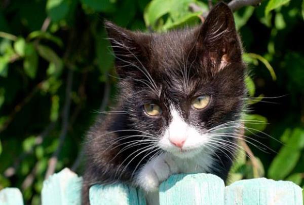 Baz kedilerin insanlara alerjisi vardr.