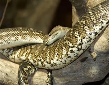 Bir ylan 3 yl uyuyabilir.