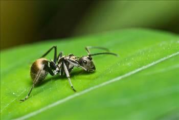 Karnca iki hafta su altnda yaayabilir.