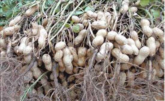 Yerfst ya kabzla iyi gelir.