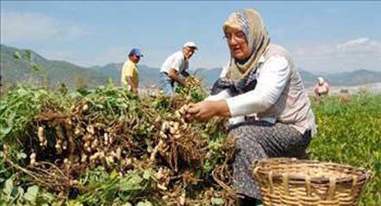 Zihinsel ve bedensel yorgunluu giderir. renmeyi kolaylatrr.