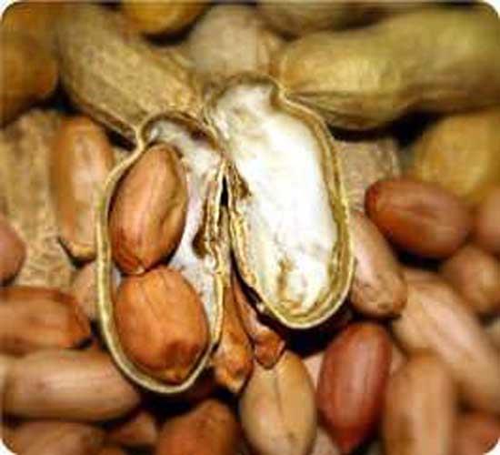 Yerfst vcuda enerji ve kuvvet verir.