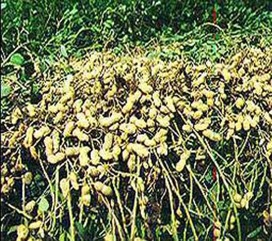 Peki bu besin deposu nasl kullanlr?