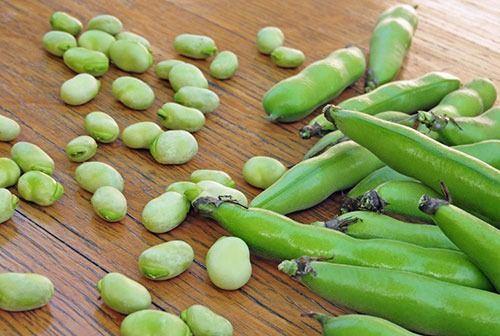 BAKLA<br>    Bbreklerden ta ve kum dkmeye yardmc bir sebze: BAKLA Kuru bakla taze baklaya gre daha besleyicidir. B1, B2, B6 ve K vitaminin yan sra magnezyum, potasyum, kalsiyum ve demir ierir. Lif ierii yksektir.