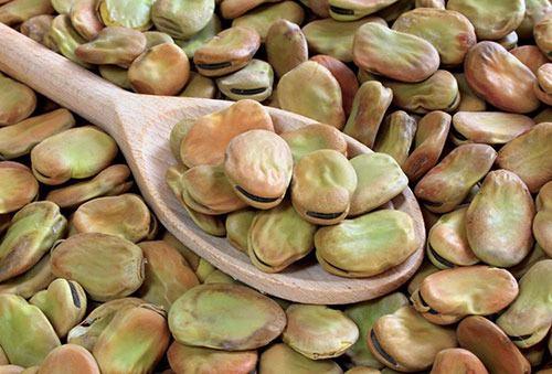 BAKLA  <br>  Belli miktar protein ihtiyacn karlamak iin et tketmeyen kiilerin fayda grebilecei bir besindir. Barsak parazitlerini drr, idrar yollarn temizler. Kt kolesterol drr. Kann phtlamasn nler. Kadnlarda regl ncesi tketildiinde, adetin kolay gelmesine yardmc olur. Bakla, bbreklerden ta ve kum dkmeye yardmcdr.