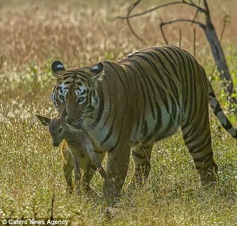 35 yandaki fotoraf, yaadklarn u szlerle anlatt: "Kaplann sakland yerden kp geyik yavrusuyla oynadn grnce hayret ettik. Kaplan neeli duruyordu."