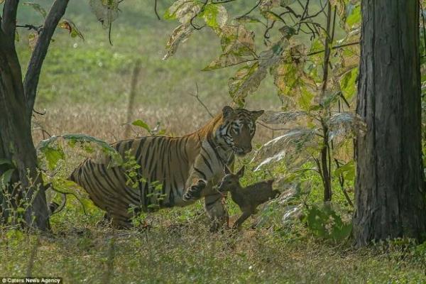 lk olarak kaplann geyii avlayacan dnen fotoraf Kundu, grdkleri karsnda byk aknlk yaadn syledi.
