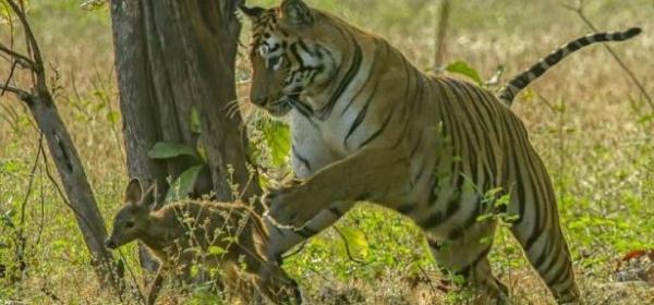 Hindistan'da bulunan Tadoba Andhari Kaplan Rezervi'nde ekilen grntler aknlk yaratt. Fotoraf Souvik Kundu, bir dii kaplann yavru geyikle oynad anlar grntledi.