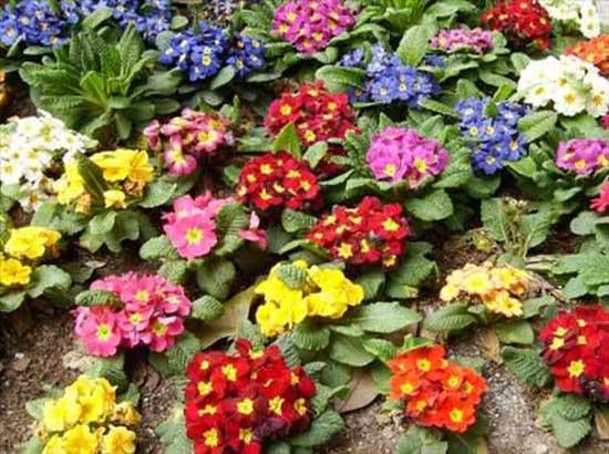 9- UHA E YAI: uha iei ya genel olarak romatoid artiridin etkilerini azaltma da kullanlmaktadr. Ayr zamanda kolesteroln dmesinde de byk etki salamaktadr.