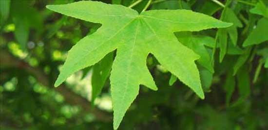 Gnlk bitkisi ayn zamanda kolesterol, bel arlar, damla hastal, kas yangs, obezite gibi birok hastaln tedavilerinde olduka etkilidir.