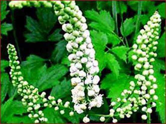 4- SYAH YILAN KK: Siyah ylan kk bitkisi zellikle menopozlu kadnlarn kullanmas gereken bir bitkidir. Siyah ylan kk bitkisi sinirlerin gevemesine yardmc olur ve sakinlik verir. Ayrca siyah ylan kk bitkisi adet dneminde oluan ar ve kramplara da iyi gelmektedir.