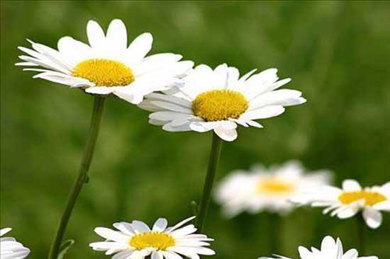 Uyumakta zorluk ekenlerinde rahatlkla da papatya bitkisini kullanabilirler.