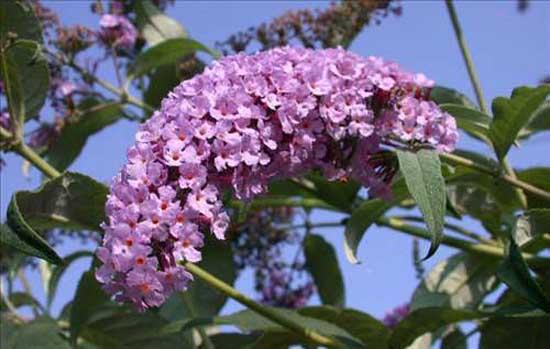 7- HAYIT AACI: Hayt aac bitkisi menstural dnemini dzenler ve hormon salglamasna yardmc olur. Dzenli olarak kullanldnda fayda veren bir bitkidir. Hayt aac bitkisi hamilelik dneminde kesinlikle kullanlmaz.