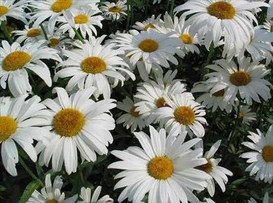 6- PAPATYA: Papatya bitkisi genel olarak ay yaplarak tketilmektedir. Papatya bitkisi barsaklarda oluan sorunlarn tedavisinde en ok tercih edilen bitkiler arasnda yer almaktadr.