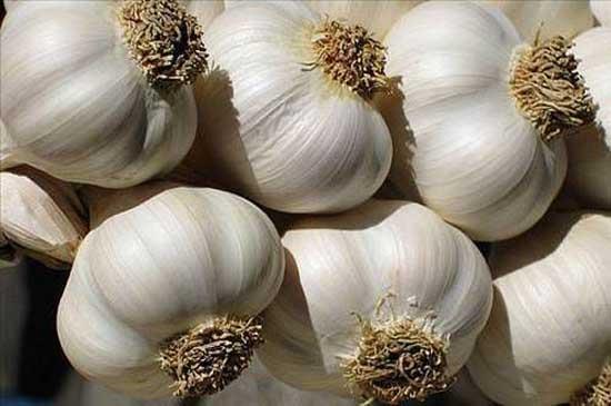 Baklk sistemini glendirir. Sarmsan en byk zellii kansere iyi gelmesidir.