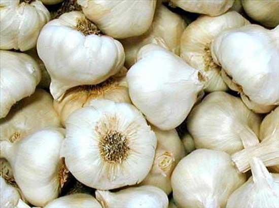 SARIMSAK: Sarmsak kokusu yznden pek tketilmeyen bir bitkidir. Ama yarar olduka oktur. Sarmsak vcuda diren verir ve souk algnlna da iyi gelmektedir.