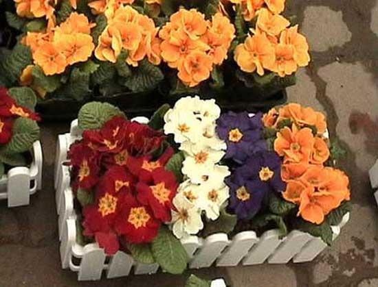 zellikle solunum yolu ve sindirim sistemi ikyeti olanlarn ok tercih ettii bir bitkidir.