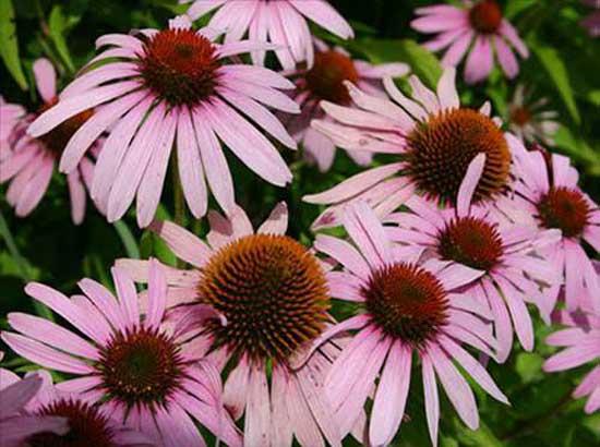 3- EKNEZYA: Ekinezya bitkisi yaralarn iyiletirilmesinde kullanlan ve hibir yan etkisi olmayan bir bitkidir. zellikle ekinezya bitkisi k aylarnda gribe iyi geldii iin daha kullanlmaktadr.