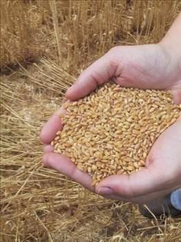 Ayrca:  <br>&#8226; erdikleri kompleks karbonhidratlar ve lif ile kan ekerindeki dalgalanmalar nlemeye yardmc olur.  <br>&#8226; Enerjinin yava ve dengeli ekilde vcutta kullanlmasn salayarak uzun sre din ve tok hissetmemizi salar.