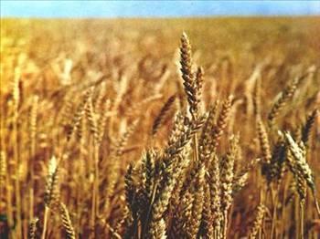 <p>Peki Tam Tahl Nedir?  </p>  <p>  Buday, pirin, msr, avdar ve yulaf gibi tahl taneleri ve bunlardan yaplan rnleri ieren tahl grubu gdalar, Trk toplumunun temel besin grubudur. Dnyadaki insanlarn te biri buday, drtte biri ise pirinci kullanrlar.</p>