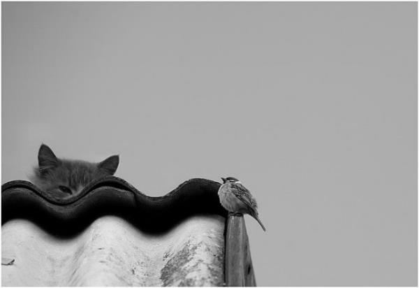 Avlanmay retmek iinmi...<br>    Kedisi olanlar bilir, baz dnemlerde kediler fare veya kular yakalayp sizin grebileceiniz bir yere brakrlar. Sakn kzmayn onlara! Bu hareket tamamen sizi dnerek, size avlanmay retme amal yaplan bir harekettir.