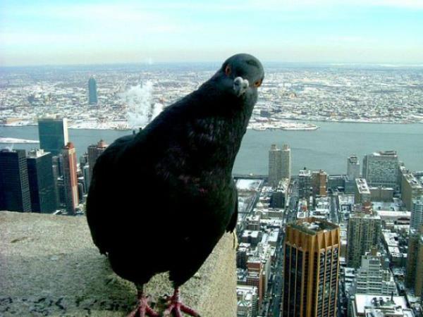 Pardon, ben sizi bir yerden tanr gibiyim...  <br>  Gvercinler insan yzlerini anmsayabilirler sizi yeniden grrlerse tanmalar mmkn olabilir. Biri ku beyinli mi demiti?